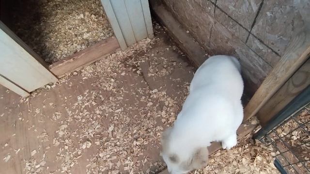 Щенок Алабая подкормка #alabai #puppy #kangal #cas #cao смотреть онлайн