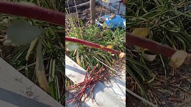 Пересадка и черенкование малины Маравиллы.