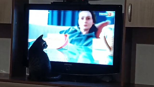 Ох уж эта реклама #catlover #кошки #авторитет #catvideos #cat #реклама #маркетинг смотреть онлайн