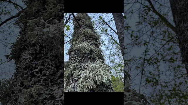 Большая Кокшага на катамаране, 2025. смотреть онлайн