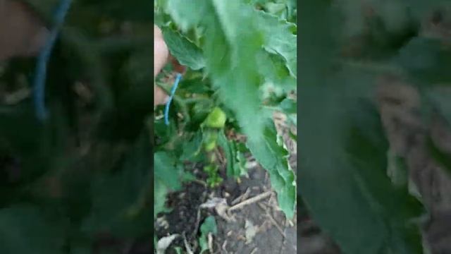 Как выглядят мои томаты после ночных заморозков. смотреть онлайн