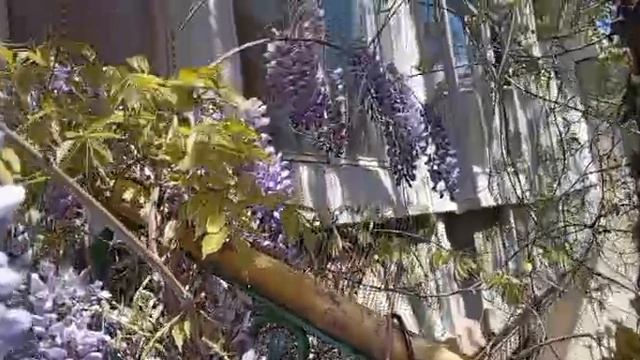 Глициния цветет. 2025. смотреть онлайн