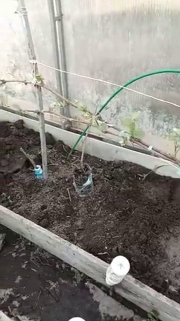 Виноград в теплице от Марины, Подмосковье май 2022 смотреть онлайн