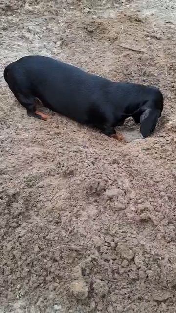 У нас начался копательный😀 сезон.