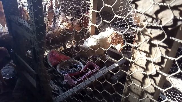 18+ Курятник Не для слабонервных!