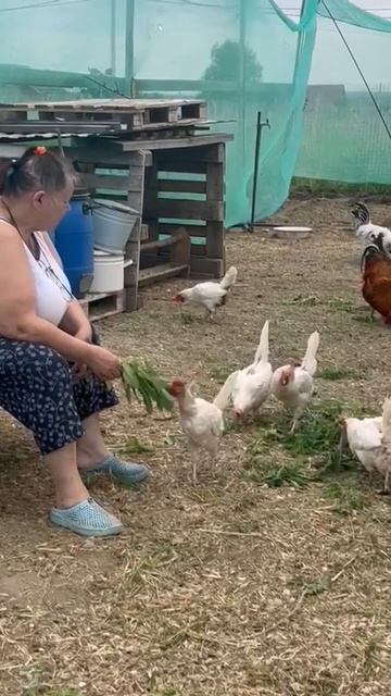 Мои ручные курочки#жизньвдеревне#курынесушки#курятни смотреть онлайн