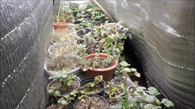 Как сохранить вегетативные растения в зимний период? смотреть онлайн