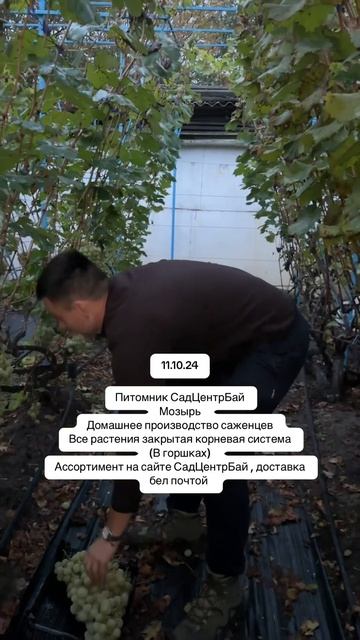 Питомник растений Мозырь СадЦентрБай пухальский #моз? смотреть онлайн