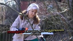 Правильная обрезка груши. Сроки. Нормы. Подробно.
