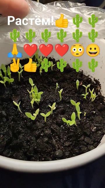 Всходы семян, кактус Питайя!🌵🌵🌵🌵🌵🌵🌵🌵🌵🌵🌵🌵 смотреть онлайн