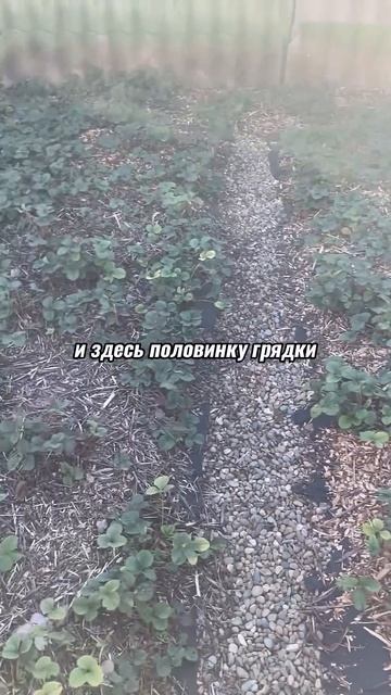 КЛУБНИЧНЫЕ ГРЯДКИ #сад #клубника #подготовкакзиме смотреть онлайн