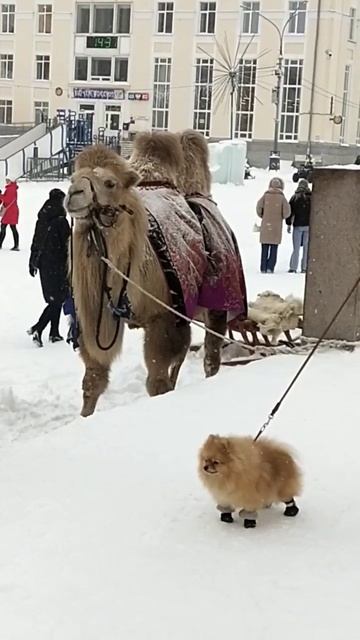 #приколы#шпиц#верблюд