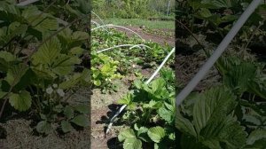Клубника цветëт. Листовая подкормка удобрением МагБо?