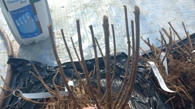 Саженцы ОКС Европа смотреть онлайн