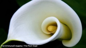КАЛЛА ЭФИОПСКАЯ, УХОД В ДОМАШНИХ УСЛОВИЯХ 🌿  ВСЕГДА Д?