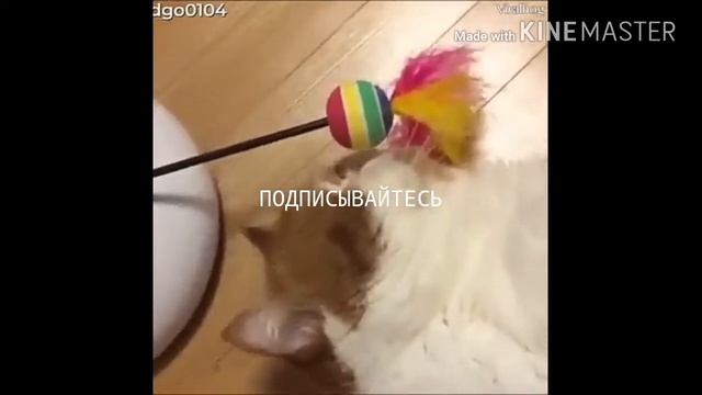 СМЕШНЫЕ ВИДЕО ПРО КОТОВ😽🙀😿😾!БУДЕТ СМЕШНО, НУ И ИЛИ ПРОСТО ЗАБАВНО!😇 смотреть онлайн