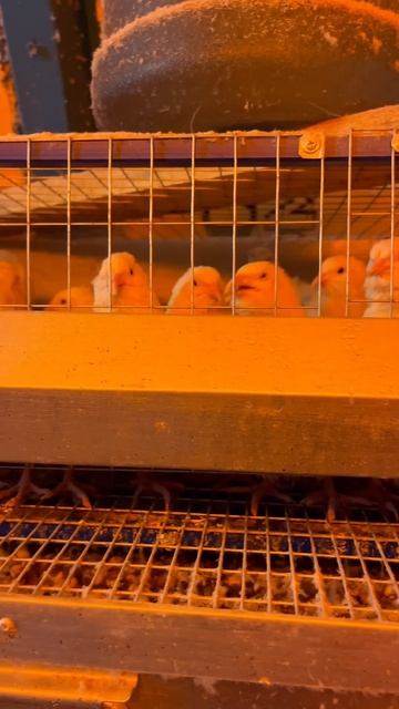 ПЕРЕПЕЛА \ Какую коптильню взять??? #перепела #перепелк?