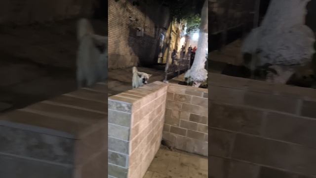 Ночная Бухара 
апрель 2025
Узбекистан
Самостоятельное путешествие