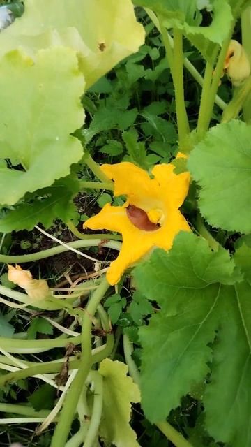 Испанский рыжий слизень жрёт цветок в Подмосковье. #пр смотреть онлайн