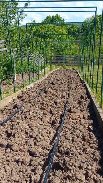 Новая грядка для томатов смотреть онлайн