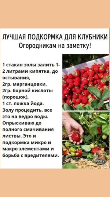 Подкормка для клубники #подкормкаклубники #огород #по смотреть онлайн