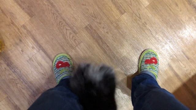 шпицеребенок