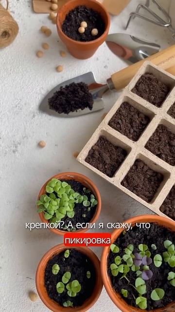 Вы до сих пор пикируете рассаду? #дача #рассада #сад #ог? смотреть онлайн