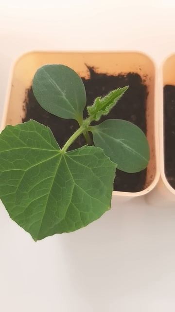 Огурец зозуля спустя месяц после посева в простой гру? смотреть онлайн