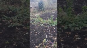 известь пушонка  на  грядки