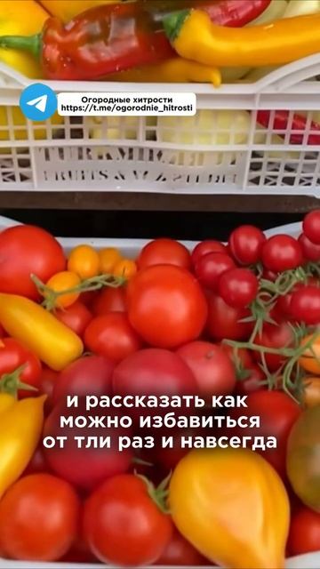 Как избавиться от ТЛИ #огород #дача смотреть онлайн