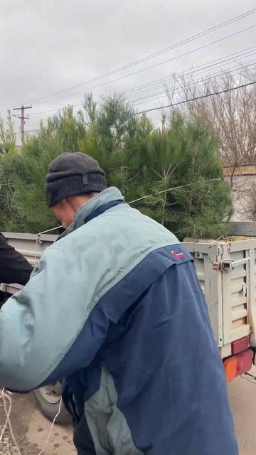 Сосна Станкевича для Бисерного храма в Бахчисарае (Кр? смотреть онлайн