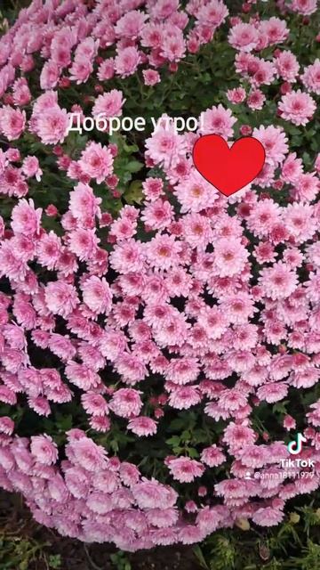 Доброе утро, мои друзья!13.11.24 мой огород. смотреть онлайн