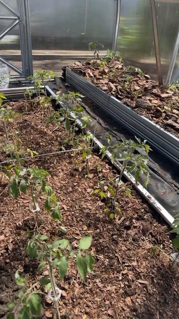 #мульчирование#баня#огородник#посадкаиуход#саженцыку смотреть онлайн