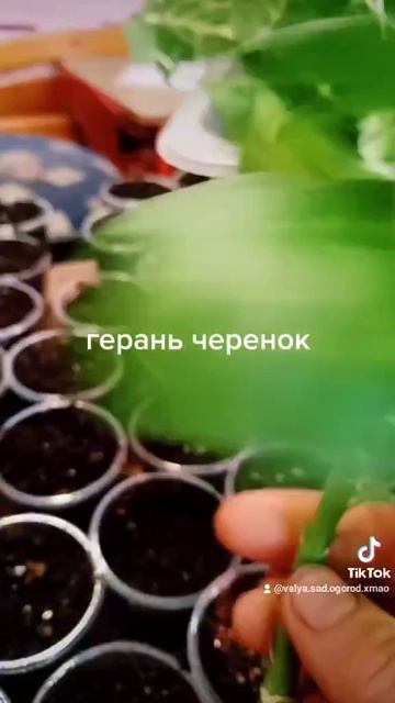 герань черенок #цветы #flowers #garden #цветы #дача #розы #дача смотреть онлайн