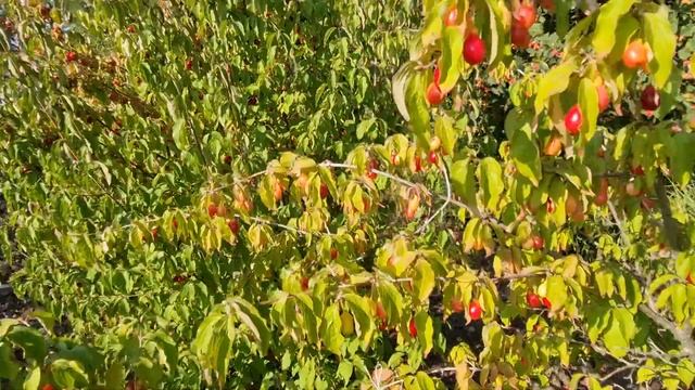 Кизил Николка и особенности выращивания кизила смотреть онлайн