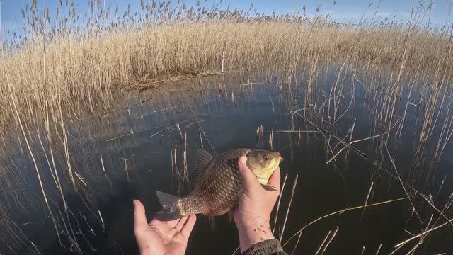 Ловля крупного карася на боковой кивок 07.05.2025