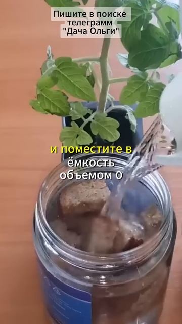 Эффективная подкормка рассады, ингредиенты которой е? смотреть онлайн