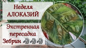 Неделя алоказий. Экстренная пересадка 🦓 ЗЕБРИНЫ 🦓 ЗЕБРИНЫ ТИГРИНЫ И 🦓ЗЕБРИНЫ ТИГРИНЫ СУПЕРБЫ.