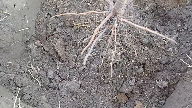 Посадка сливи восени. Як правильно посадити саджанец? смотреть онлайн