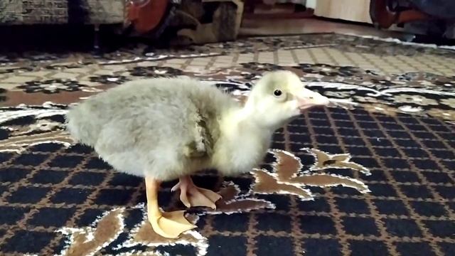 Я злой и страшный серый гусь. I am an angry and scary gray goose. смотреть онлайн