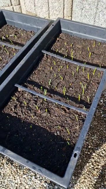 разница всего 15 дней 🫠 #рассада #огород #сажать #лук смотреть онлайн