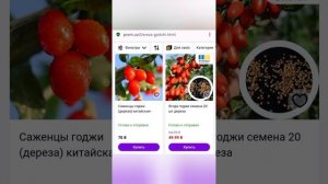Ягоды Годжи - это Дереза Обыкновенная |Растут Как Сорн?