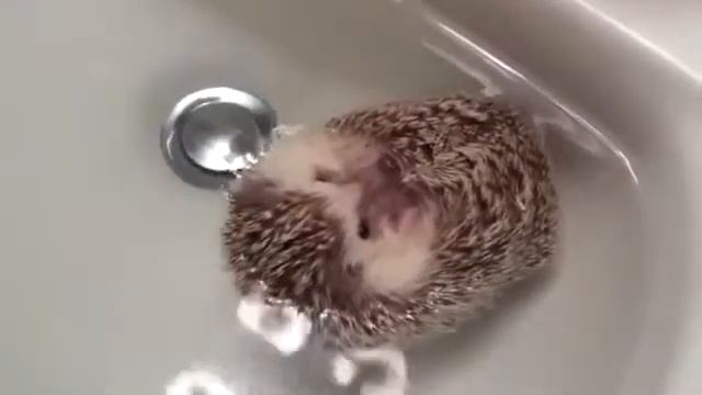 Ютуб приколы с животными Умопомрачительный ежик Funniest Animals смотреть онлайн