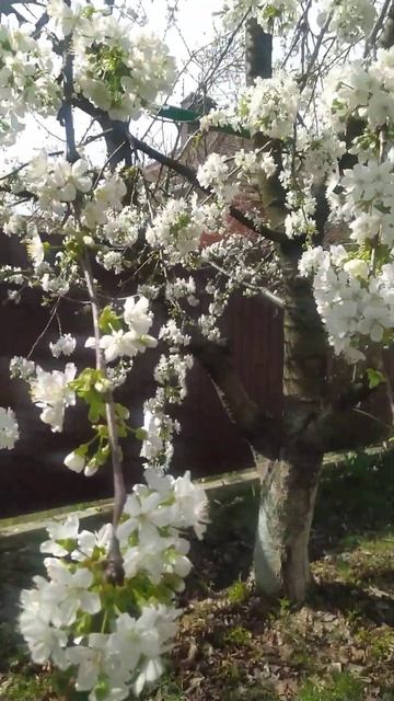 Кубань. Улица в цвету