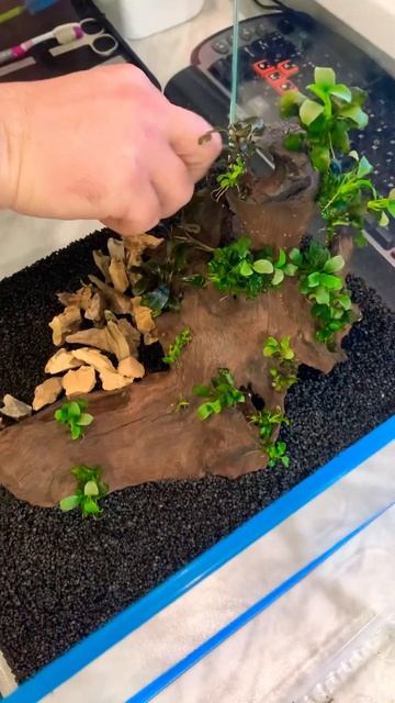 Уголок живой природы дома или в офисе. designandproject.tb.ru #ин? смотреть онлайн