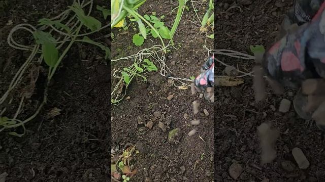 Чем подкормить огурцы летом | Поможет Яндекс Маркет | У смотреть онлайн