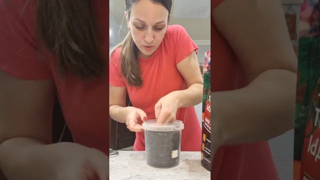 Посеяла лук порей🧅🙌 смотреть онлайн