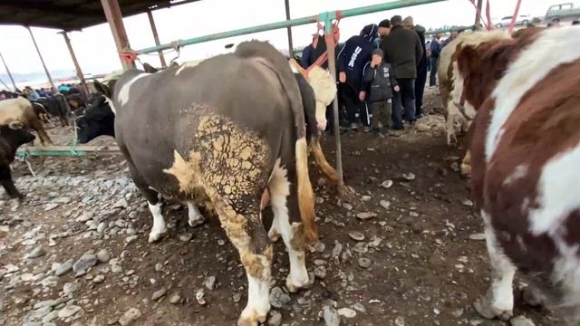МОЛИ ФАРБЕ И БУКАЧАИ МАЙДА ДАР ТУРСУНЗОДА НАРХО ЧИХЕЛ БОШАД АРЗОН Е КИММАТ 20 декабря 2021 смотреть онлайн