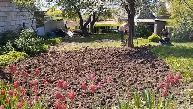 Сажаем грядки 💪🔥#работа #копаемогород #домвколядках смотреть онлайн