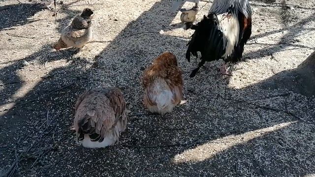 Погода как летом 🌞⛱️. Соорудила третью клетку. смотреть онлайн